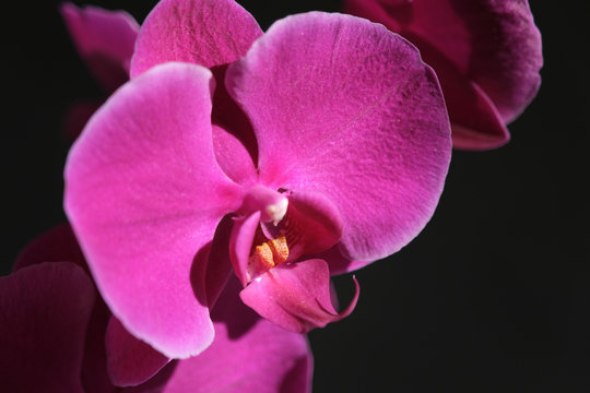close-up of single purple orchid flower