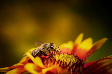 Bee on a orange flower collecting pollen and nectar for the hive