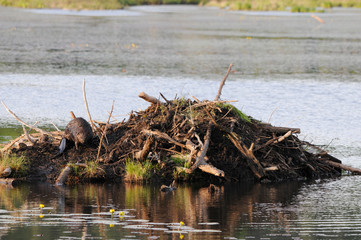 Beaver Stock Photos. Beaver building dam. Beaver building lodge. Beaver tail. Image. Portrait. Picture. Forest background. Logging. Building lodge. Fur trade economy. North American beaver. ©  Aline