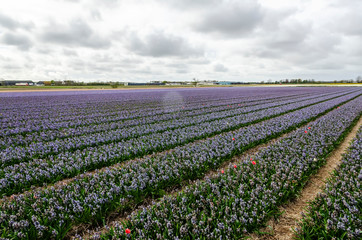 Fields of flowering hyacinths. Holland