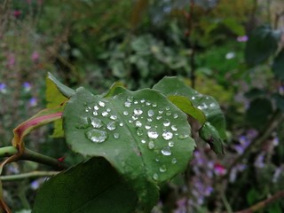 Raindrops On a Leaf