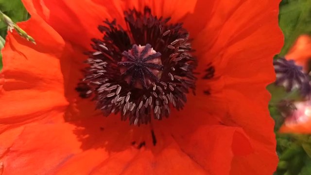 bee collecting nectar from stamens of red poppy flower. Bee climbing in flower