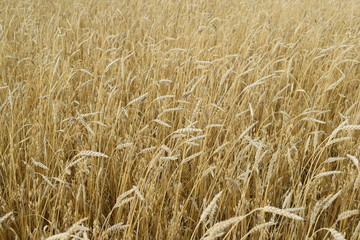 Wheat.Field