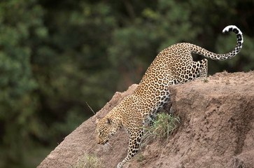 The leopard is the smallest of the big cats and this belongs to genus Panthera