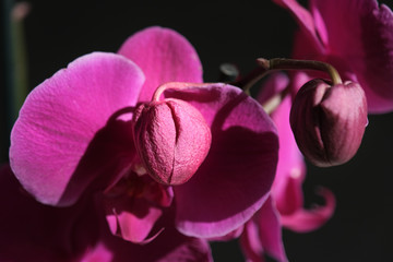 close-up of orchid buds covering the flower