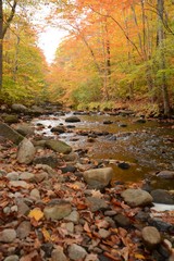 Autumn Leaves with Stream in New England Forest