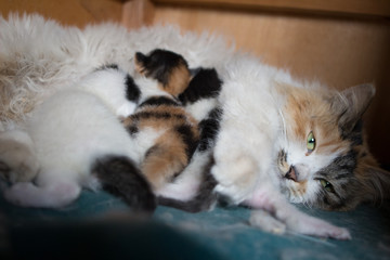 new born kittens © SHELL