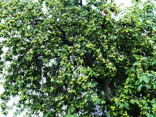 Fototapeta na wymiar Organic apples hanging from tree branches