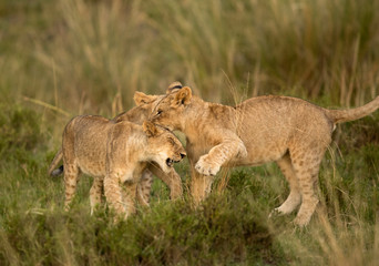 The lion cub playing at Masai Mara, Kenya