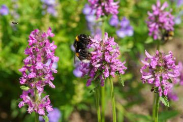 A bumblebee pollinating a purple betony