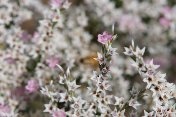 a Goniolimon tataricum flower