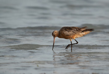 The Bar-tailed godwit in breeding plumage at Busaiteen coast of Bahrain