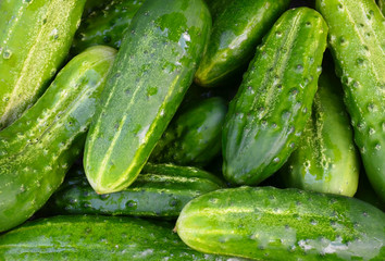 Green cucumbers as a background. Cucumis sativus.Fresh vegetables in the market.Summer harvest concept.