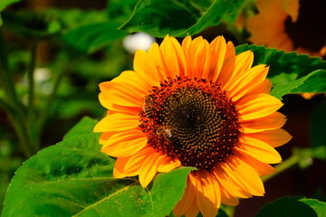 Colorful sunflower with a bee