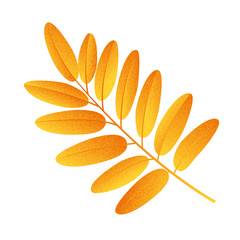 Naklejka premium Autumn rowan leaf vector on a white background
