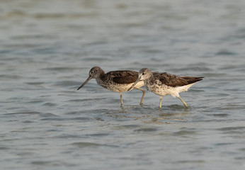 Common greenshank at sea coast of Bahrain