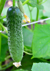 Green cucumber or Cucumis sativus growing in the garden.Summer harvest concept.Selective focus. 