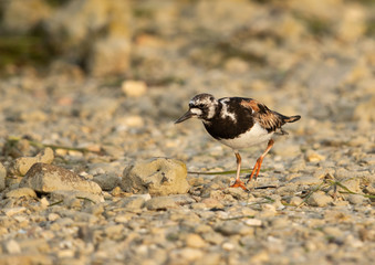 Ruddy Turnstone feeding at Busaiteen coast, Bahrain