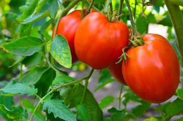 Fresh,ripe organic tomatoes in the garden.Healthy eating,vegan food,diet or harvest concept.