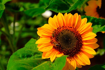 Colorful sunflower with a bee