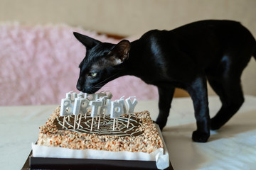 Oriental shorthair kitten, ebony cat is trying to eat a chocolate cake, green eyes, pointy ears