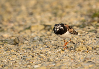 Ruddy Turnstone feeding at Busaiteen coast, Bahrain