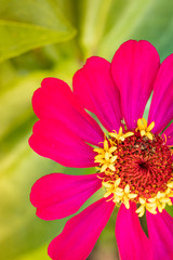 Pink Zinnia Flower on a Green Background