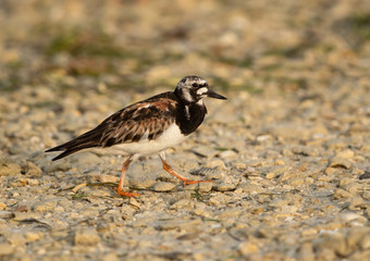 Ruddy Turnstone at Busaiteen coast, Bahrain