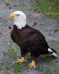 Bald Eagle Stock Photos.  Bald Eagle adult standing on ground displaying brown feather plumage, white head, yellow beak, yellow talons, eye, in his environement and habitat. Picture. Portrait. Image.