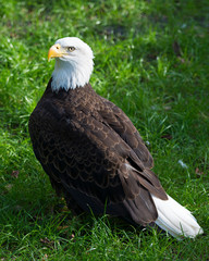 Bald Eagle Stock Photos.  Bald Eagle close-up profile view, displaying brown feather plumage, body, white head,eye, beak with a background of green foliage background in its habitat and environment.