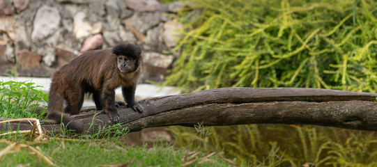 Small monkey
