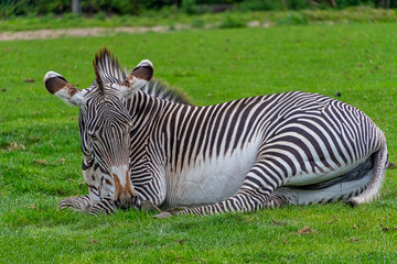 Fototapeta na wymiar Zebra laying down