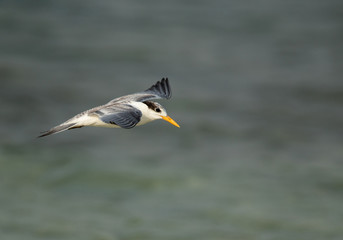 Greater Crested tern in flight