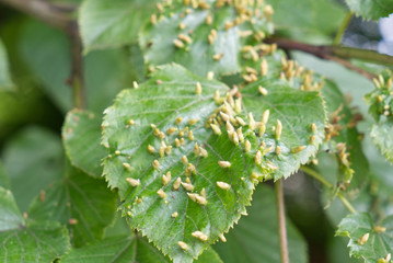 tree suffers from infection in summer, gall mite