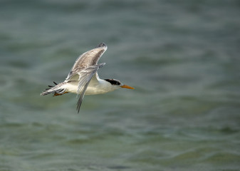 Greater Crested tern in flight