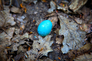 Blue egg of robin bird in the forest 