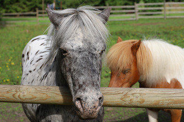 Friendship between two ponies in Estonia