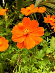 Orange flower