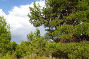 Large Pine Trees in Canyon