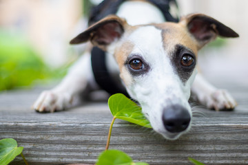 Hundeschnauze in Blätter