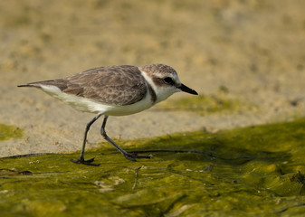 Kentish plover during low tide at Busaiteen coast of bahrain 