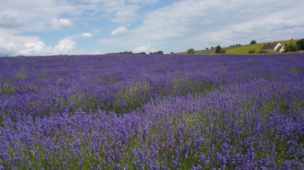 Obraz premium field, flower, lavender, nature, landscape, purple, flowers, summer, sky, meadow, green, plant, spring, blue, agriculture, countryside, beauty, natural, blossom, flora, garden, floral, purple