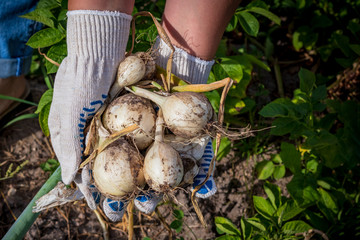 A bright sunny day. Harvesting ripe white onions. Human hands in cotton mittens.