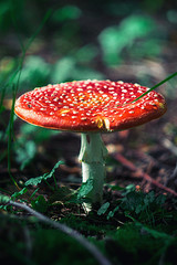 Red mushroom fly agaric in the forest on the background of grass