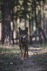 Wolf auf Waldweg