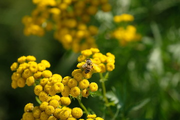 Bee on a yellow plant