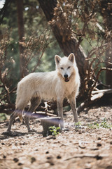 Obraz premium Weißer Wolf