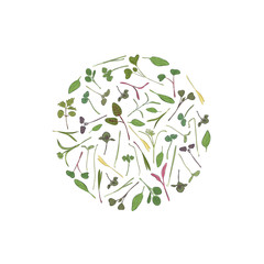 Vector round frame with microgreen. Herbs - pea, sunflower, onion, corn, basil, china rose, spinach, fennel, sorrel, collard, dill, salad burnet, kohlabi, barley, tatsoi on a white background.
