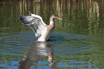 Juvenile hybrid manky mallard duck flapping wings