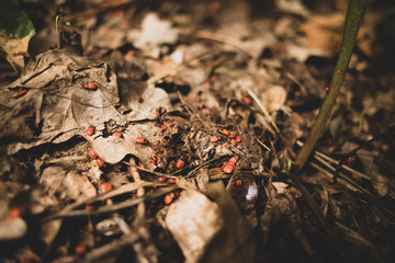 Rote Beeren in herbstlicher Stimmung